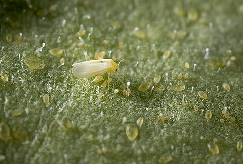Aleurode du tabac