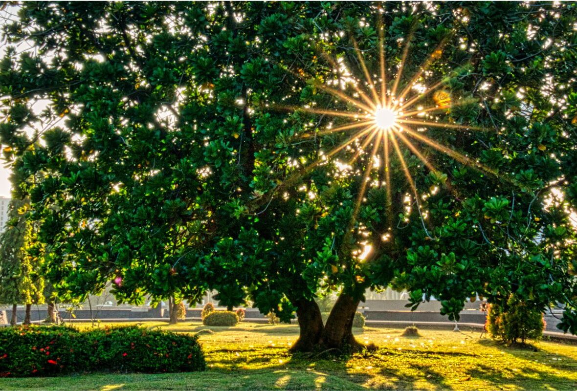 Boostez la Résilience de vos Arbres et Arbustes avec Vici Myco P+