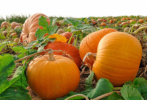 Potiron, courge et calebasse