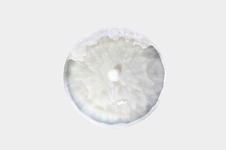 Damping-off Pythium aphanidermatum in petri dish