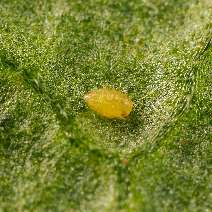 Bemisia tabaci, Eretmocerus eremicus, Pupa