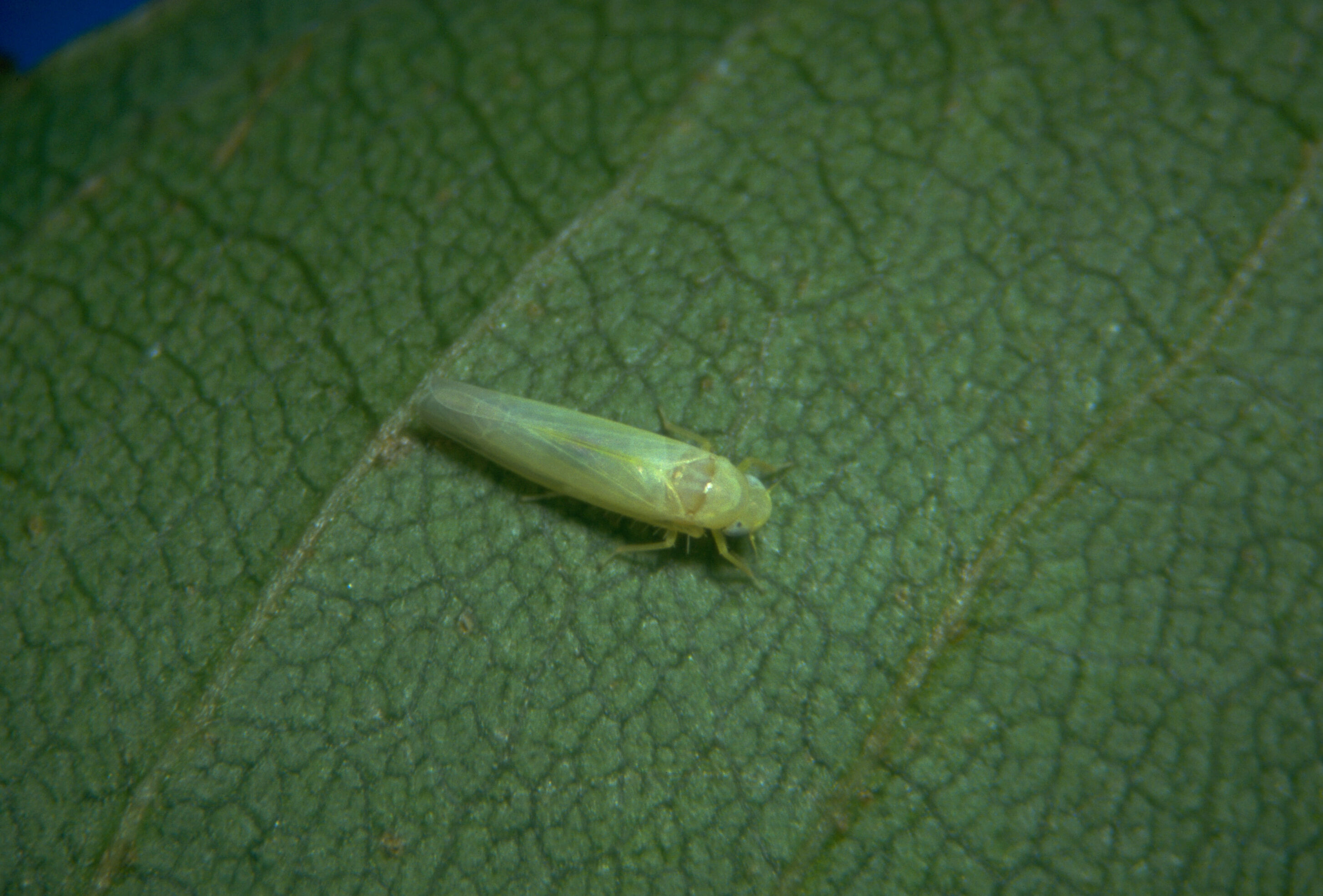 Comprendre les dégâts causés par les cicadelles des vignes