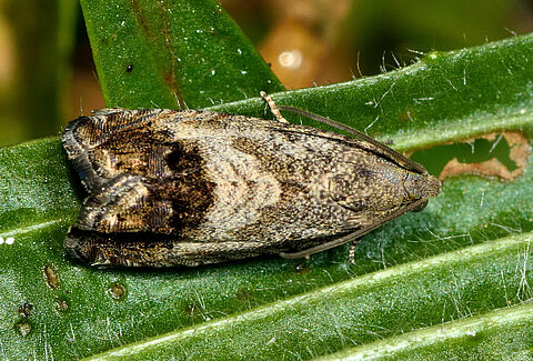 Carpocapse des châtaignes