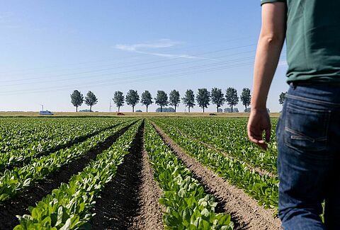 Producteur Koen - Cultures protégées/protégées/progées dans l'agriculture