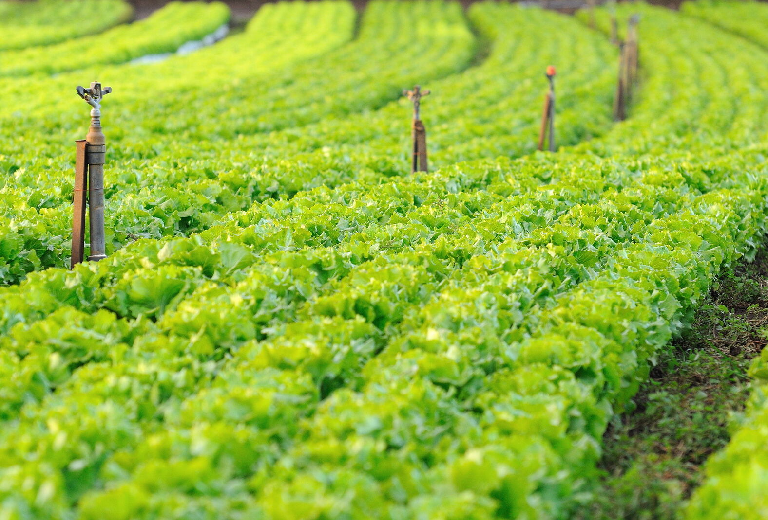Salades, jeunes pousses...  quelles solutions choisir contre les bioagresseurs ?