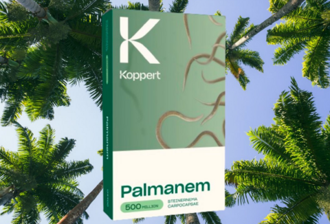 Palmanem, lutte biologique contre le papillon palmivore et le charançon rouge