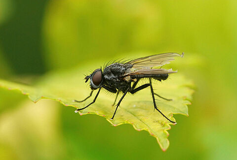 Mouche des semis