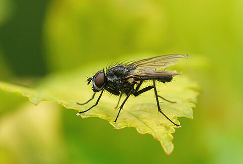 Mouche des semis