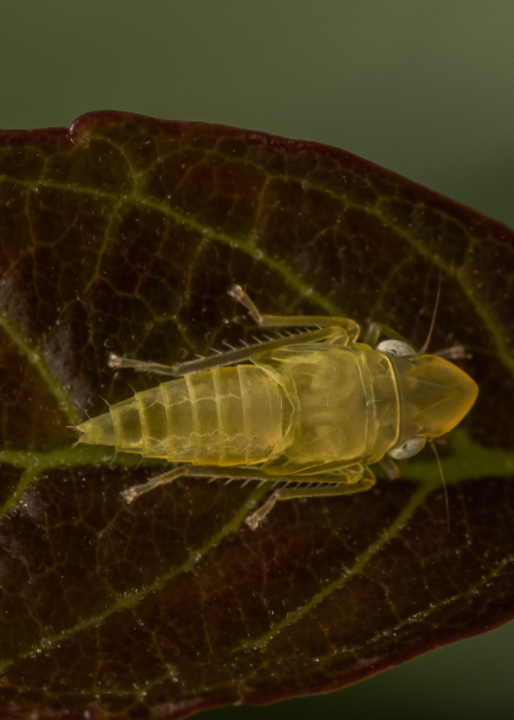 Cicadelle de la flavescence dorée