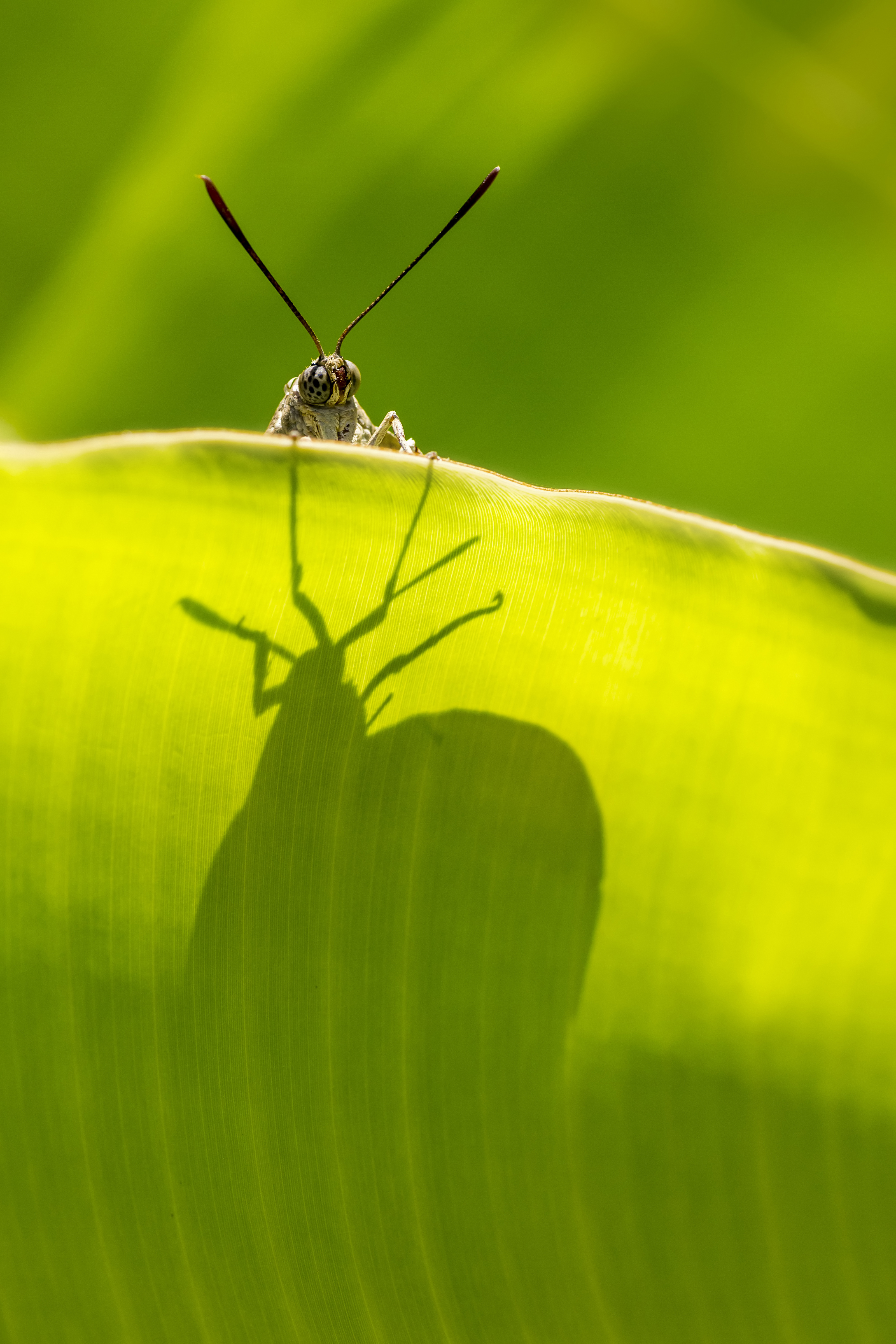 Papillon palmivore (ou sphinx du palmier)