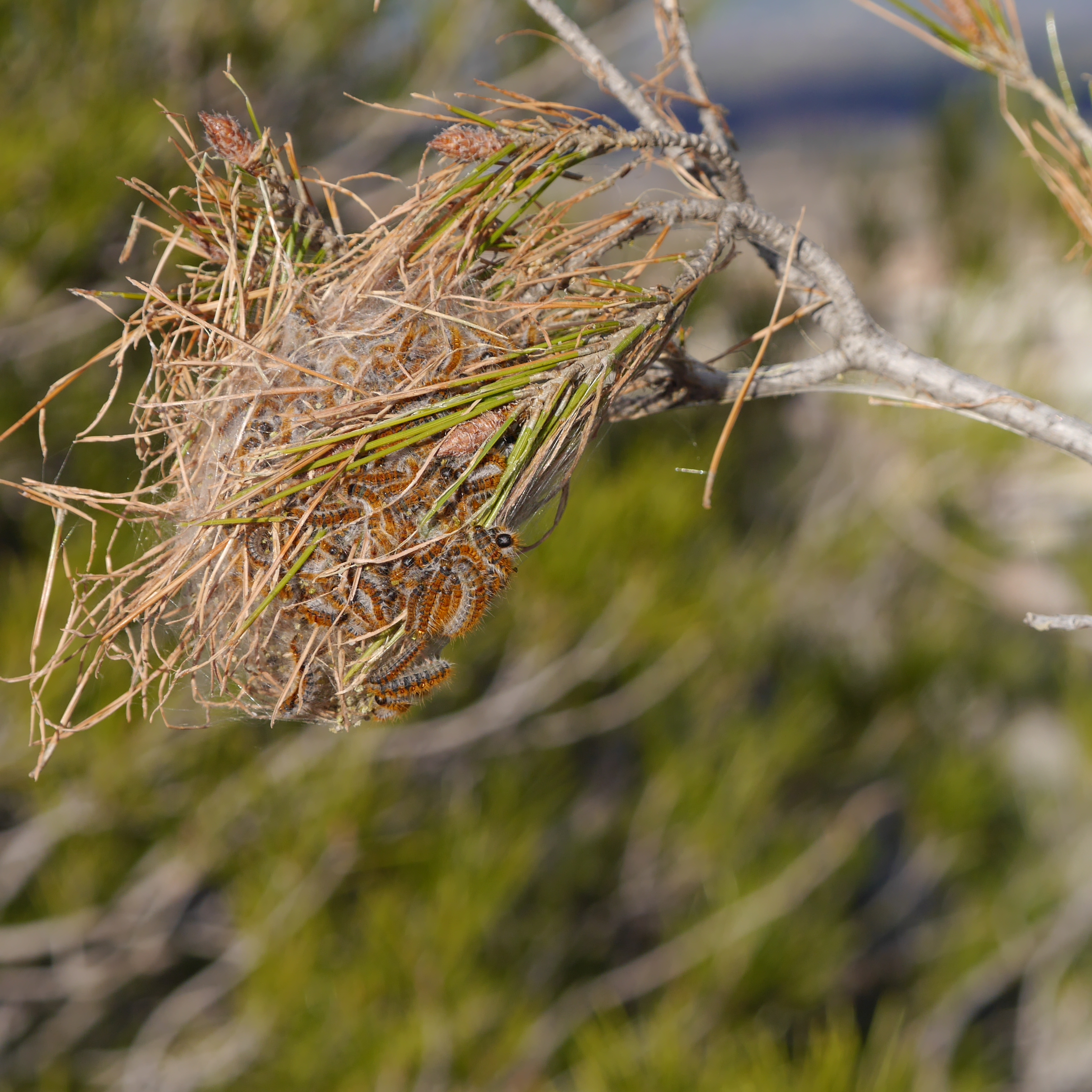 Processionnaire du pin