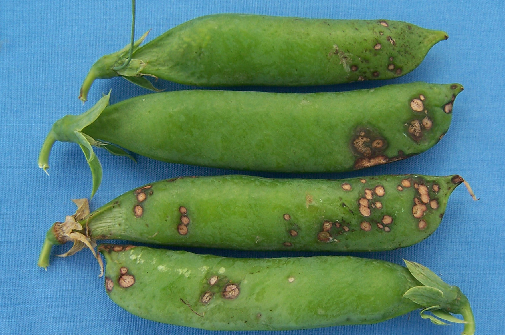 Ascochytose du pois, anthracnose du pois