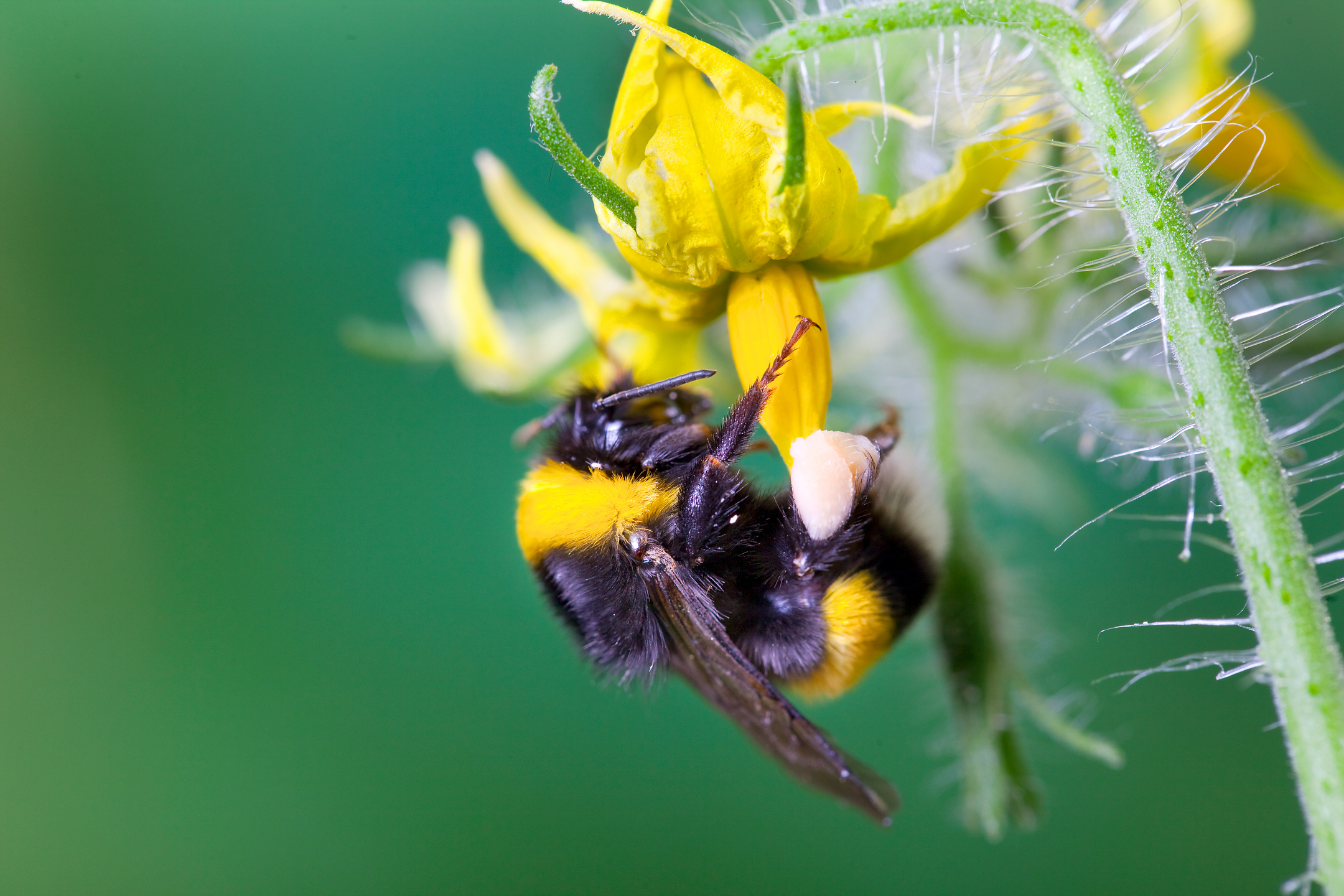 Check-list de pollinisation de la tomate