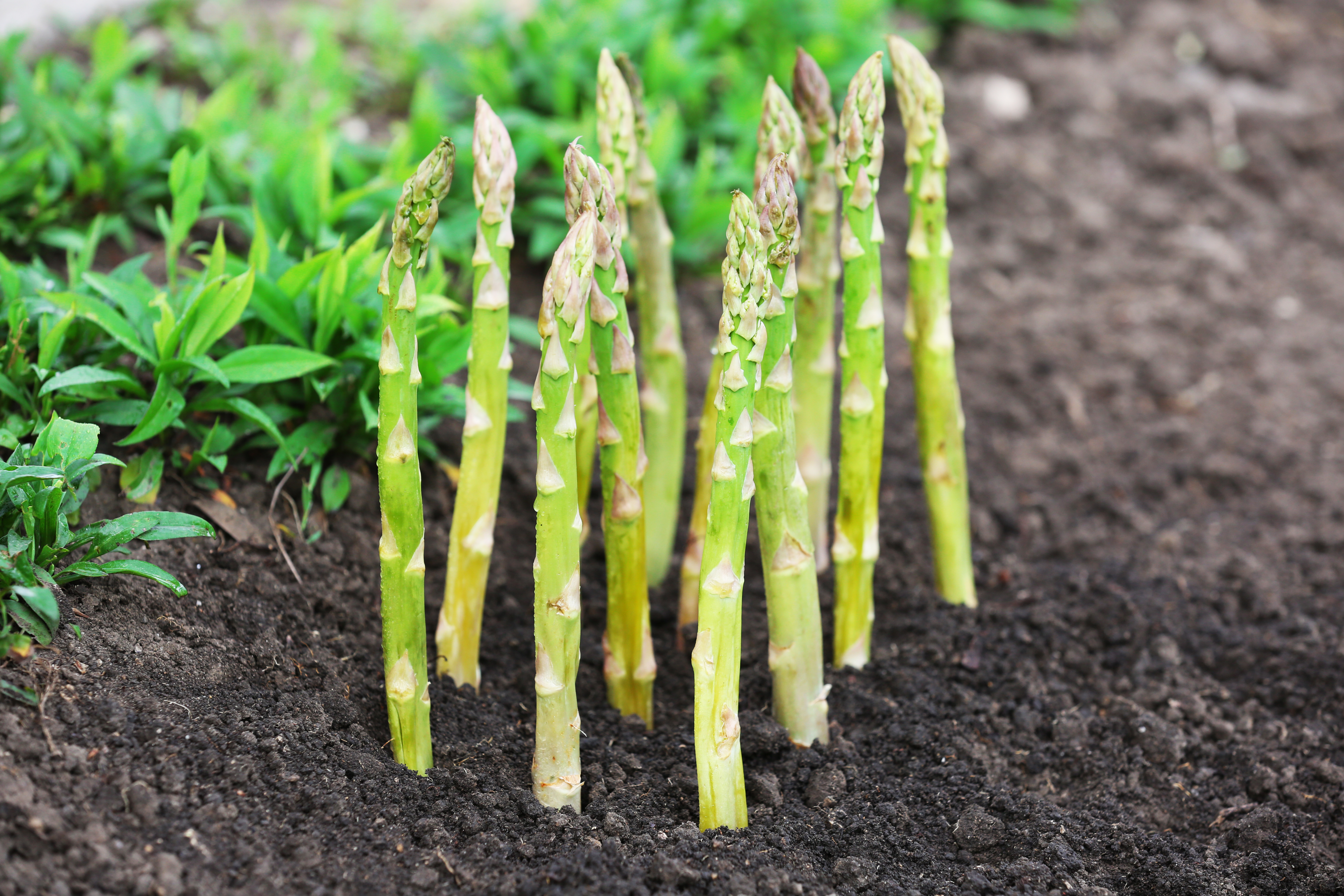 Asperge