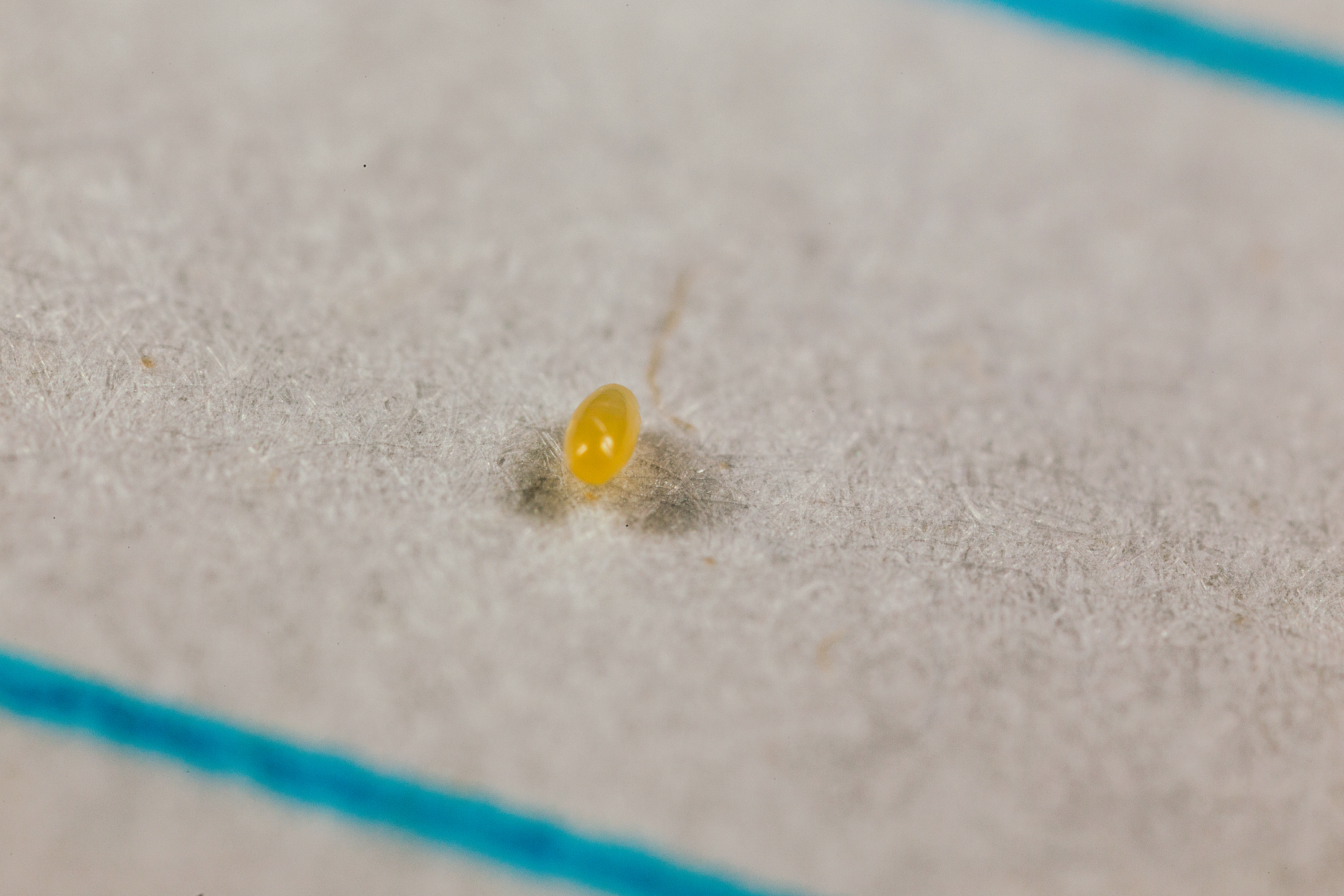 Stade De L'œuf de Crypolaemus montrouzeri