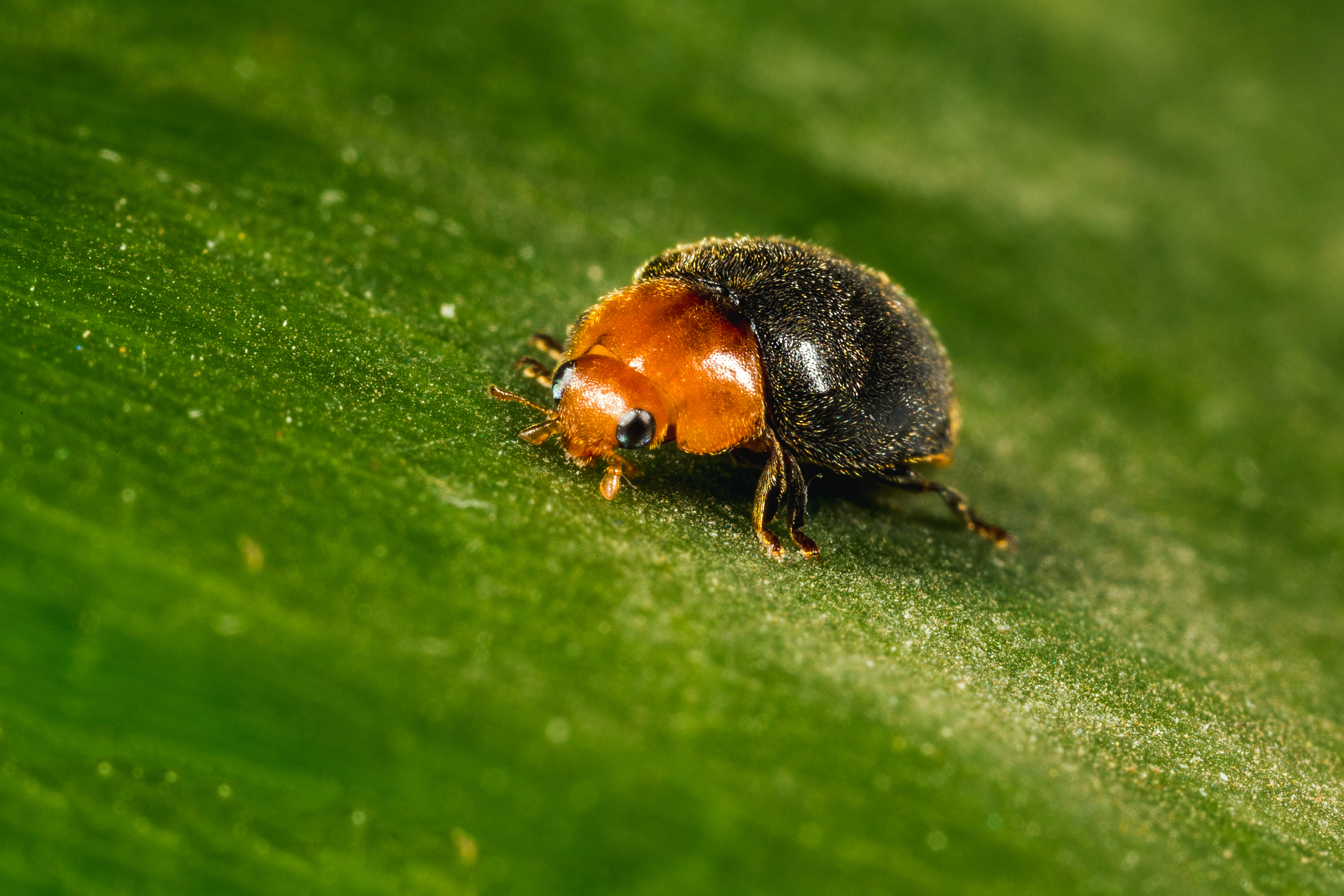 Crypolaemus montrouzeri stade adulte