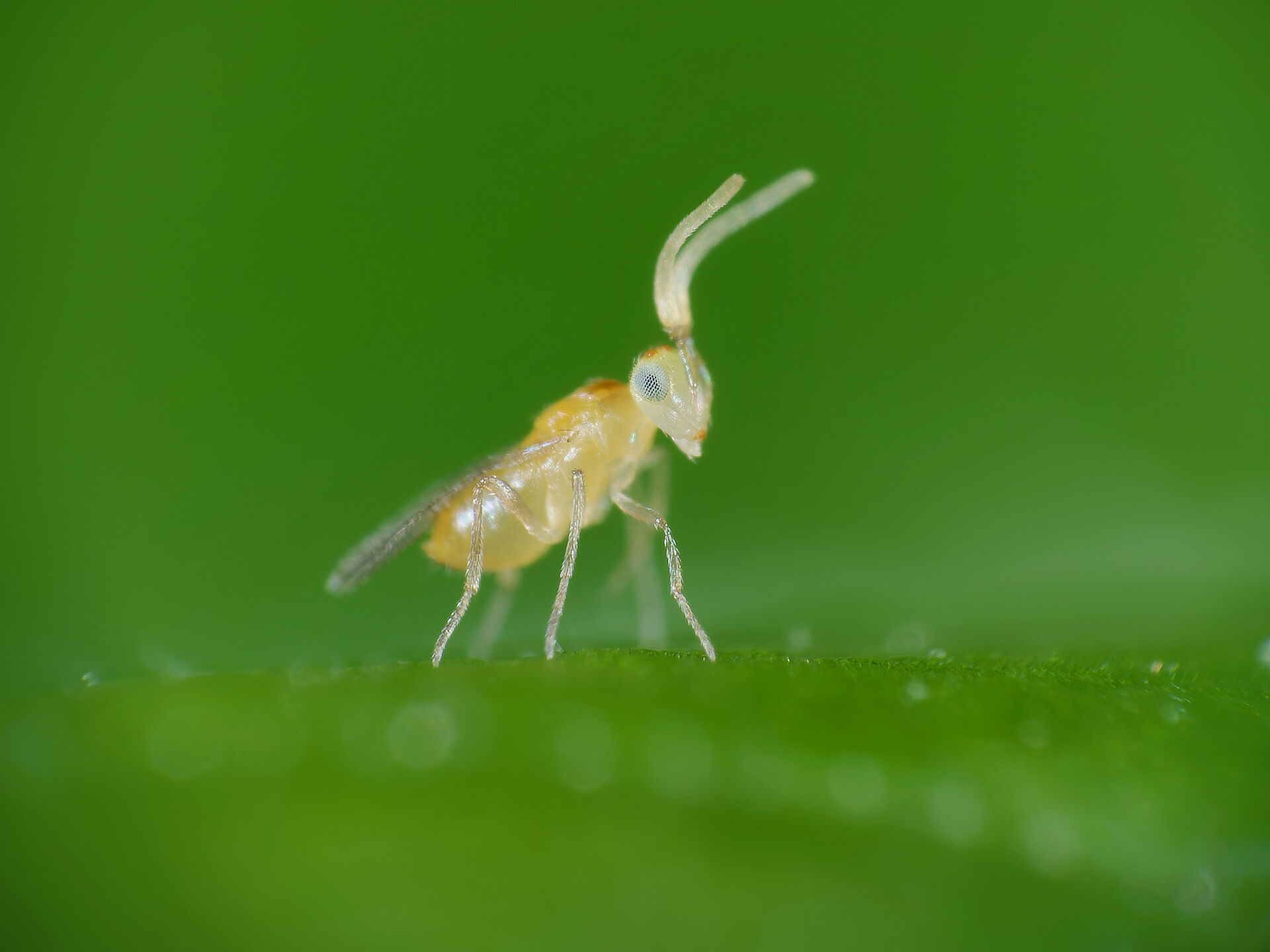 Eretmocerus eremicus (Parasitic Wasp): Biological Control of Whitefly